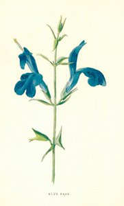 Blå salvie af Frederick Edward Hulme