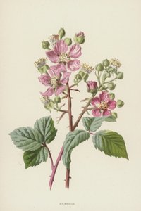 Bramble (chromolitho) af Frederick Edward Hulme