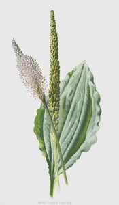 Bredbladet Plantain (chromolitho) af Frederick Edward Hulme