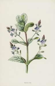 Brooklime (chromolitho) af Frederick Edward Hulme
