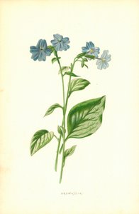 Browallia af Frederick Edward Hulme