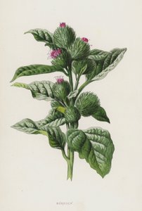 Burre (chromolitho) af Frederick Edward Hulme