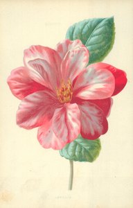 Camellia af Frederick Edward Hulme