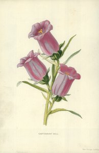 Canterbury Bell af Frederick Edward Hulme