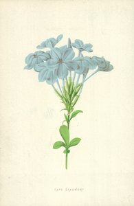 Cape Leadwort af Frederick Edward Hulme