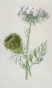 Gulerod (chromolitho) af Frederick Edward Hulme
