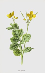 Celandine (chromolitho) af Frederick Edward Hulme