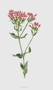 Centaury (chromolitho) af Frederick Edward Hulme