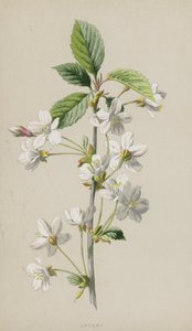 Kirsebær (chromolitho) af Frederick Edward Hulme