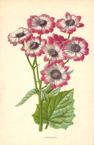 Cineraria af Frederick Edward Hulme