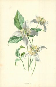 Klematis af Frederick Edward Hulme