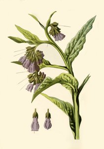 Comfrey, 1877. af Frederick Edward Hulme
