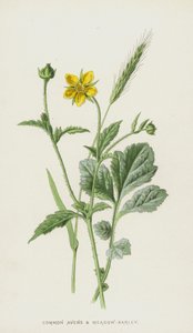 Almindelige Avens og Engbyg (chromolitho) af Frederick Edward Hulme