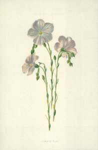 Almindelig Hør af Frederick Edward Hulme