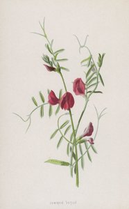 Almindelig vikke (chromolitho) af Frederick Edward Hulme