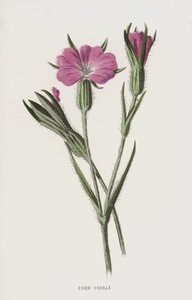 Corn-Cockle (chromolitho) af Frederick Edward Hulme