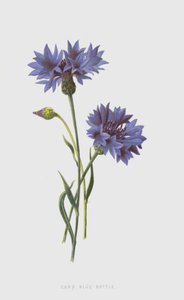 Corn Blue-Bottle (chromolitho) af Frederick Edward Hulme
