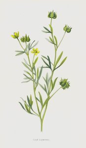 Majskragefod (chromolitho) af Frederick Edward Hulme