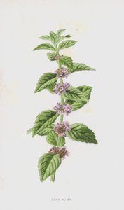 Majsmynte (chromolitho) af Frederick Edward Hulme
