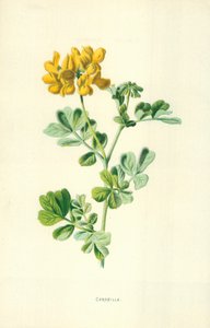 krone af Frederick Edward Hulme