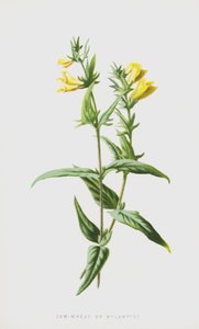 Kohvede eller Melampyre (chromolitho) af Frederick Edward Hulme