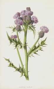 Krybende tidsel (chromolitho) af Frederick Edward Hulme