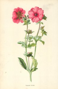 Crimson Avens af Frederick Edward Hulme