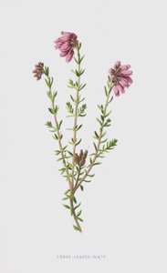 Cross-Leaved Heath (chromolitho) af Frederick Edward Hulme
