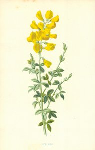 Cytisus af Frederick Edward Hulme