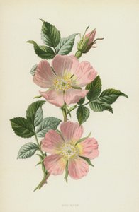 Dog-Rose (chromolitho) af Frederick Edward Hulme
