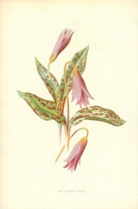 Hundetand Violet af Frederick Edward Hulme