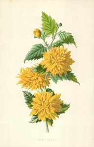 Dobbelt Kerria af Frederick Edward Hulme