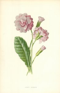 Dobbelt Primrose af Frederick Edward Hulme