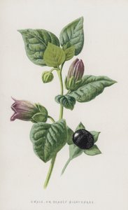 Dwale, eller Deadly Nightshade (chromolitho) af Frederick Edward Hulme