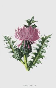 Dværgetidsel (chromolitho) af Frederick Edward Hulme