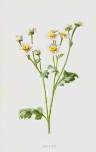Feberfew (chromolitho) af Frederick Edward Hulme