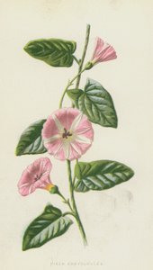 Field Convolvulus (chromolitho) af Frederick Edward Hulme