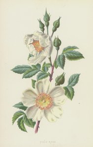 Field Rose (chromolitho) af Frederick Edward Hulme