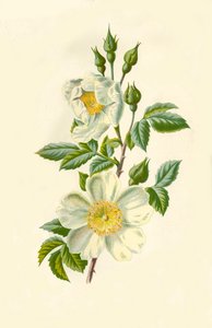 Markrose, 1877.