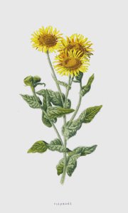 Loppebane (chromolitho) af Frederick Edward Hulme