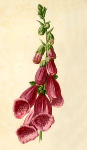 Foxglove, 1877. af Frederick Edward Hulme