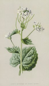 Hvidløg-sennep eller sauce-alene (chromolitho) af Frederick Edward Hulme