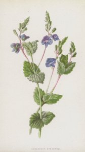 Germander Speedwell (chromolitho) af Frederick Edward Hulme
