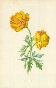 Globus blomst