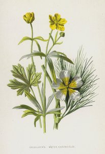 Guldlokke, Vand Ranunkel (chromolitho) af Frederick Edward Hulme