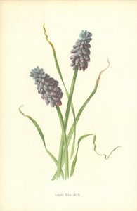 Druehyacint af Frederick Edward Hulme
