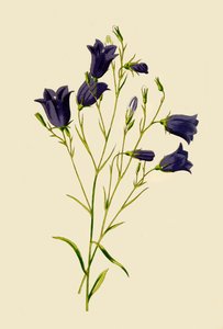 Harebell, 1877. af Frederick Edward Hulme