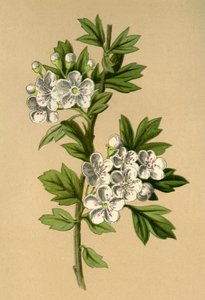 Hagtorn, 1877. af Frederick Edward Hulme