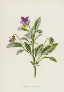 Hearts Ease eller Stedmoderblomst (chromolitho) af Frederick Edward Hulme