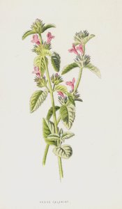 Hedge Calamint (chromolitho) af Frederick Edward Hulme